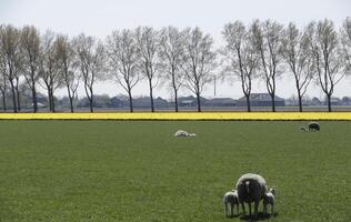 mouton et agneaux dans le Prairie dans le Pays-Bas photo