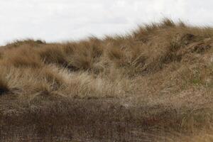 dunes et plage à Vlieland, île dans le Pays-Bas photo
