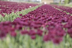 tulipes épanouissement, printemps, le Pays-Bas, champs de fleurs photo