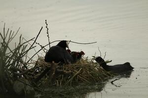 eurasien foulque sur nid avec Jeune ceux photo