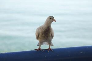 Pigeon est assis sur balustrade photo