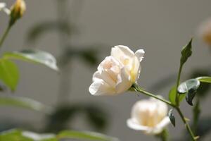 rose blanche dans le jardin photo