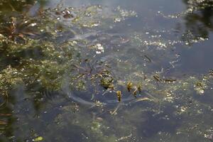 étang avec beaucoup grenouilles, printemps photo