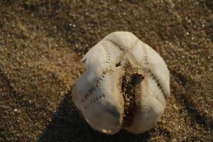 mer oursin dans le sable, hiver dans le Pays-Bas photo