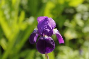 bleu iris, printemps fleur photo