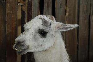 lama, Pâques bétail marché, Schagen, le Pays-Bas photo