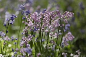 bleu cloches charmant printemps fleurs photo