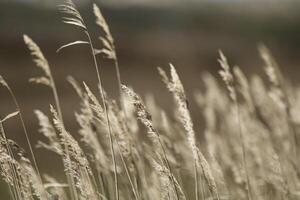 flore sur le marécages dans le dunes, Vlieland, Pays-Bas photo