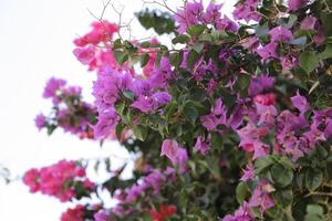 bougainvilliers avec rose et violet fleurs photo