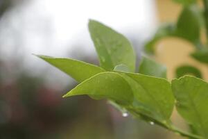 gouttes de pluie sur les feuilles photo