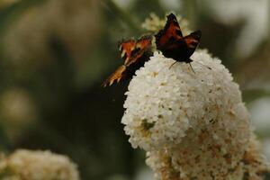 petit papillon écaille photo