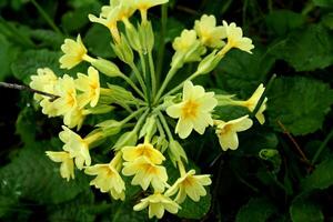 Jaune primevère dans le la nature photo