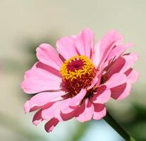 chrysanthème rose bouchent photo