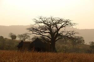 lever du soleil et baobab arbre photo