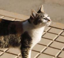 rouge, noir et blanc tigre chat photo