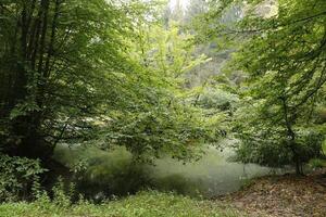 forêt dans Allemagne, L'Europe  photo