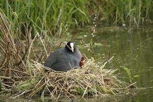 eurasien foulque sur nid avec Jeune ceux photo