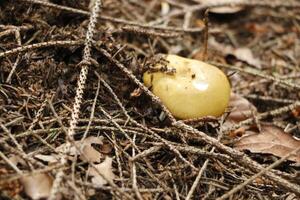 champignon vénéneux, l'automne, forêt, L'Europe  photo