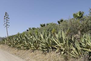 yuccas à Lac Las mairelas, périana, Espagne photo