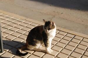 rouge, noir et blanc tigre chat photo