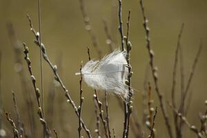 plume bloque dans les plantes photo