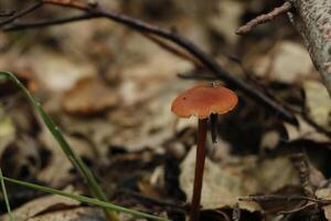 champignon vénéneux, l'automne, forêt, L'Europe  photo