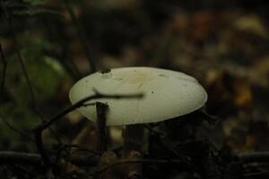 champignon vénéneux, l'automne, forêt, L'Europe  photo