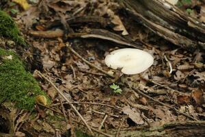 champignon vénéneux dans le forêt, l'automne photo