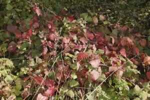 l'automne couleurs dans le parc, Pays-Bas photo