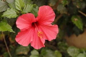 fleur d'hibiscus rouge photo