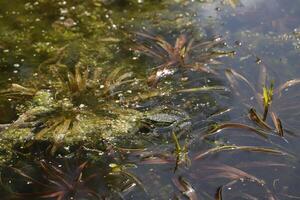 Naturel étang avec beaucoup de grenouilles, printemps photo