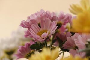 chrysanthème dans tripler couleurs photo