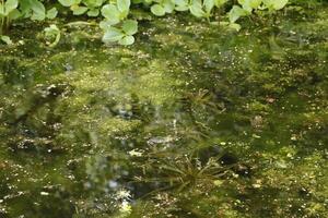 Naturel étang avec beaucoup de grenouilles, printemps photo