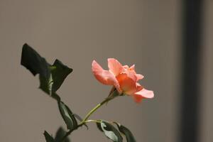 rose rose dans le jardin photo