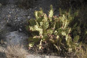 cactus avec des fruits photo