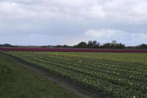 fleur des champs, tulipes, jacinthes, pluvieux ciels, Pays-Bas photo