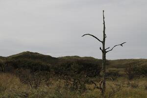 en marchant chemin dans le dunes de le la nature réserve eau de Zwanen, le Pays-Bas photo