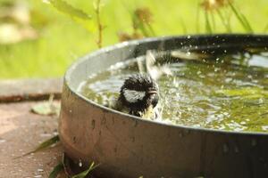 génial mésange jouit une baignoire photo