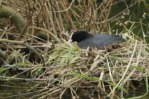 foulque sur nid avec Jeune photo