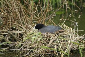 foulque sur nid avec Jeune photo