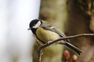 génial mésange est assis sur branche photo