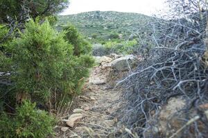 chemin dans le sarde collines 2 photo