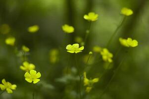 une mer de fleurs jaunes photo