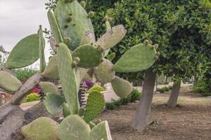 figues de Barbarie en Sicile photo