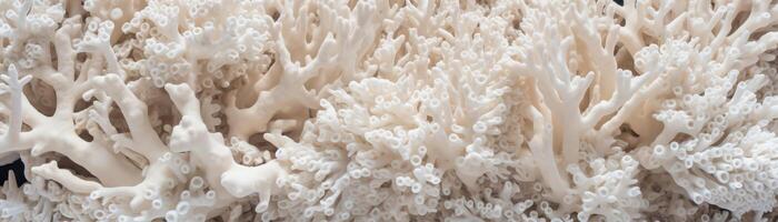 une proche en haut de une blanchi corail récif. photo