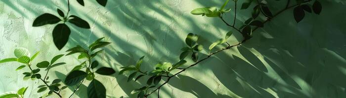 le lumière et ombre de vert feuilles frappé le lumière vert mur photo