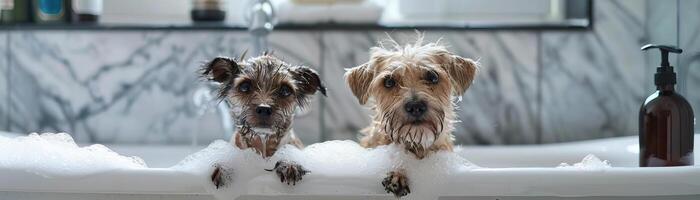 adorable chien et chat séance ensemble dans une baignoire, profiter une une baignoire avec beaucoup de bulles, création une mignonne et attachant atmosphère dans une moderne salle de bains photo