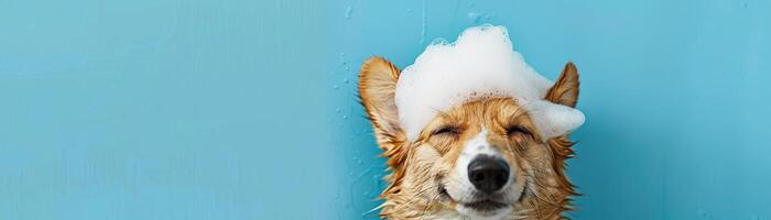 de bonne humeur corgi chien profiter une une baignoire avec savon mousse sur ses diriger, avec une bleu Contexte et ample copie espace pour une amusement et engageant image photo