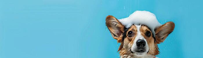 espiègle humide corgi chien dans une une baignoire avec savon mousse sur ses diriger, ensemble contre une vibrant bleu Contexte avec copie espace, parfait pour un optimiste et content scène photo