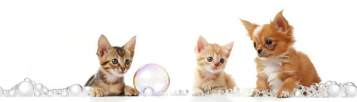 chaton et chihuahua est assis, plein corps, blanc arrière-plan, savon bulles photo